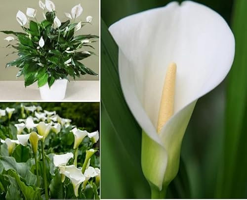 Calla Lily Peace Lily 20+ Seeds Lily of The Nile