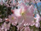 150 semillas Royal Azalea, Rododendro schlippenbachii, Semillas (vistosas, fragantes, color de la caída)