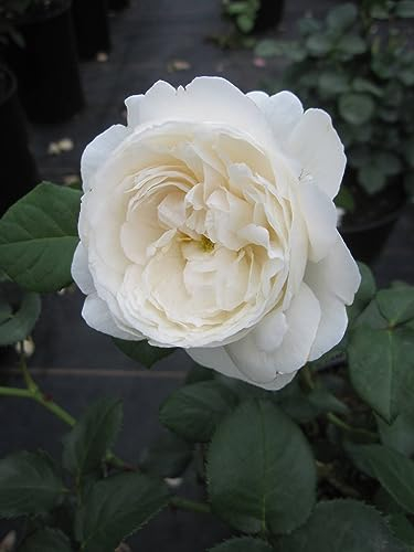 Rosa William and Catherine ® - Strauchrose William and Catherine ® - Austin Rose