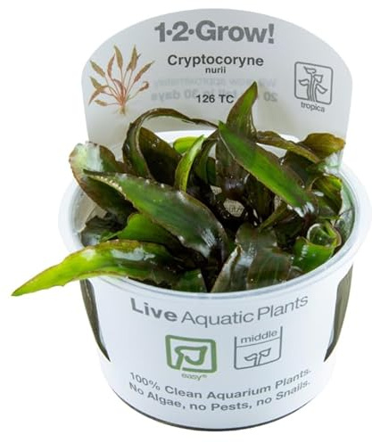 Tropica Cryptocoryne nurii (Easy, Background) 1-2-Grow!