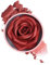 Rosa Blush, Natural 3D Rose Petal Blusher, Long-Lasting Lightweight Buildable Rot, 10 ml, Ideal for Cheeks, Women, Girls, Parties, Gatherings, Events, Makeup Finish