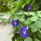 schmetterlingserbse samen - blumenwiese samen mehrjährig clitoria ternatea frühlingsblume, wildblumensamen gartendeko für draußen, blumenteppich topfpflanzen draußen winterhart zaun 100pcs