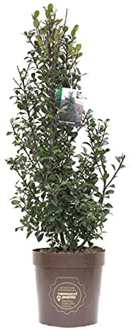 Vannucci Piante - Ilex x meserveae 'Heckenstar', Agrifoglio, Pianta vera in vaso, Pianta da terrazzo (1x)