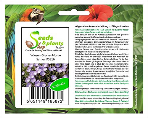 Stk - 40x Wiesen Glockenblume Campanula carpatica Garten Pflanzen - Samen KS316 - Seeds & Plants Shop by Ipsa