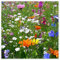 Blumenwiese Poster von blackpool 60 x 60 cm Grün Blumen Wanddeko
