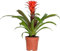 Guzmania Hope Planta Natural de Interior que no Requiere un Riego Abundante
