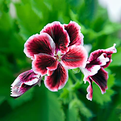 350pcs Geranien Samen Blumensamen Balkonpflanzen Geranien Samen Stehend FrüHlingsblumen Gartenpflanzen Geranie Bonsai Samen Wildblumenwiese Garten Geschenke FüR Frauen