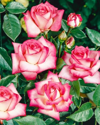 Rosa 'Nostalgie' 90 cm Stammhöhe - Edelrose, zweifarbige Blüten, Blütezeit Juni-Oktober, ideal für Beete und Kübel, duftend, winterhart