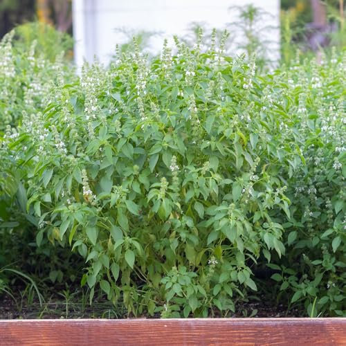 Lemon Basil Seeds – Fresh, Fragrant Herb for Culinary & Garden Use – Zesty Citrus Aroma – Perfect for Salads, Teas, and Thai Cooking – Easy to Grow Indoors & Outdoors