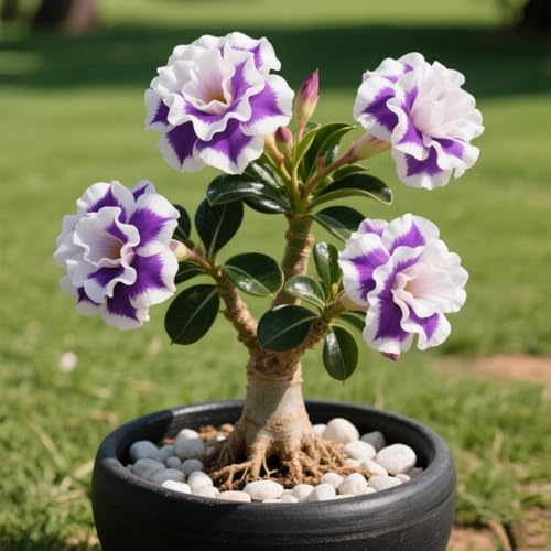 Rosa del deserto in Vasca: facile da coltivare e richiede poca manutenzione-E-1 Rhizome