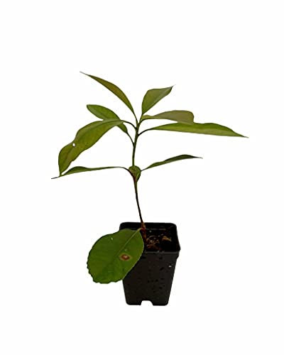 Pianta Photinia Vaso 7cm