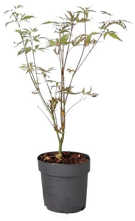 Plant in a Box - Japanese Maple - Acer palmatum 'Butterfly' - Height 25-40cm - Pot Size 10.5cm - Tree - Green