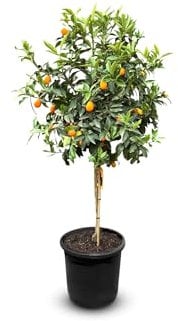 Sunny Tree - Kumquat - Citrus Paradisi - Zitrusbaum - Obstbaum - 8 jahre alt - 160 zentimeter