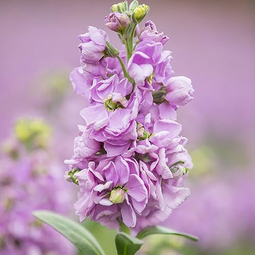 250 pcs veilchen samen mehrjährig - pflanztopf blumen geschenk bienenwiese usambaraveilchen,Matthiola incana,Violette bonsai topf praktische geschenke wiesenblumen samen blumensamen