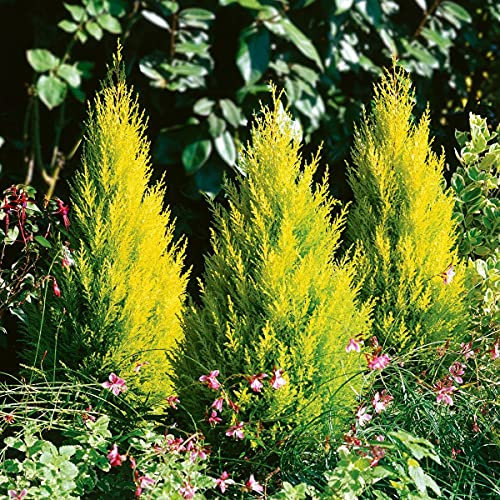 Cupressus Wilma Goldcrest (4 Plants) 9cm Pot - Golden Conifer 30-35cm in Height Ready