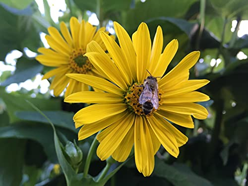 durchwachsende Silphie Samen lat. Silphium perfoliatum, die durchwachsende Silphie Pflanze (100 Samen)