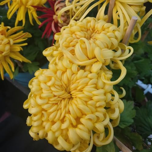 semillas decorativas de crisantemo, semillas macizos de flores, plantas exóticas resistentes semillas de crisantemo crisantemo, regalos para amantes de la jardinería, semillas de 220pcs