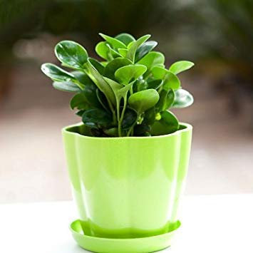 Bonsai Samen Immergrüne mehrjährige Blumensamen Pachira Clivia Mint Green Dill Chlorophytum Blumensamen