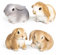 Logbuch-Verlag 4 Osterhasen Hasen Figuren Ostern Deko Osterdeko zum Hinstellen kleines Ostergeschenk 10 cm