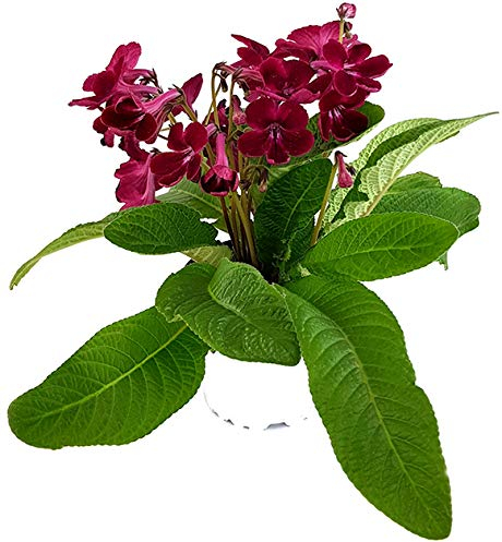 Fangblatt - Streptocarpus Blutrot - afrikanisches Veilchen – Drehfrucht mit zarten Blüten – eine duftende und exotische Zierpflanze