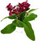 Fangblatt - Streptocarpus Blutrot - afrikanisches Veilchen – Drehfrucht mit zarten Blüten – eine duftende und exotische Zierpflanze