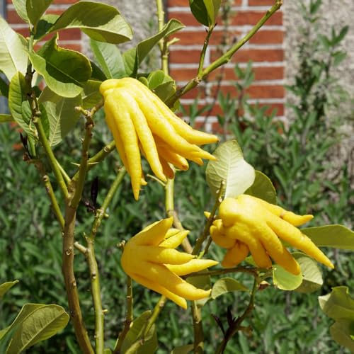Semillas de limón de la mano de Buda - Planta de cítricos exóticos - Semillas de bergamota - Cultivo de semillas, decoraciones de jardín para exteriores. semillas de plantas, 50pcs
