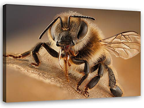 Feeby Leinwandbild Biene Bild Kunstdruck Natur Poster Braun 30x20 cm