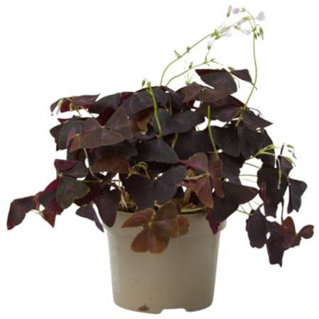 Verdecora Oxalis | Acederilla | Aleluya | Planta natural de interior con flor en maceta de Ø12cm | Hoja forma de trebol | Fácil de cuidar