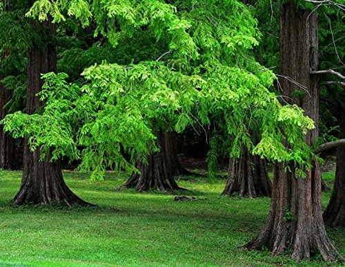 Urwelt Mammutbaum >50 Samen