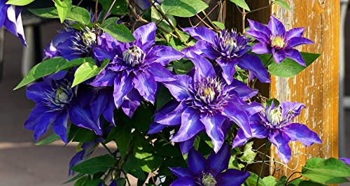 Clematis macropetala Blau 10 Samen, Alpen-Waldrebe, Kletterpflanze
