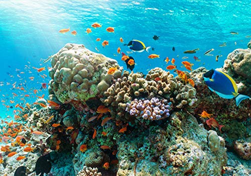 Papier Peint Photo INTISSÉ-POISSONS-300x223 cm-(3716AE)-Récif de Corail Océan Mer Monde Sous Marin Coraux Colle Inclus Mural Décor Motif Poster Géant Stickers Muraux Optique Moderne Fond Effet XXL