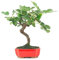 DECOALIVE Bonsái Natural de Ficus Carica o Higuera Mediterránea