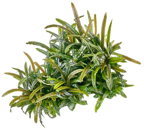 Bucephalandra sp. Filiformis-Rosmarin - in vitro XL im 8,5-cm-Becher | Kleine Aufsitzerpflanze mit schmalen Blättern für Wurzeln und Steine, langsam wachsend und ideal für detailreiche Aquascapes.