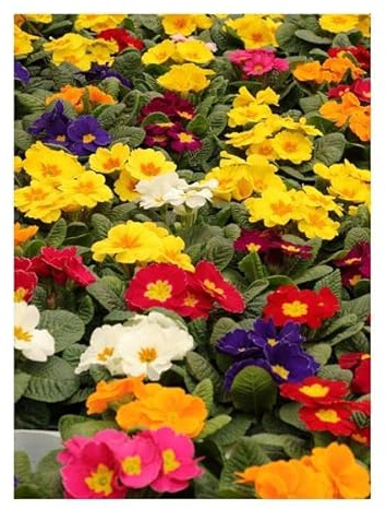 Stk - 30x Schlüsselblume Colossea Mixed Primula Garten Pflanzen - Samen KS143 - Seeds & Plants Shop by Ipsa