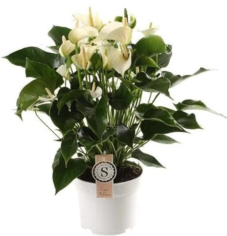 Planta de Interior XL ± 65cm Anturio Blanco Anthurium Flores Blancas