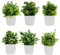 6 pezzi Piantine Finte Piccolo Succulente Finto Plastica Pianta Finta in Vaso Finta erba verde in vaso di plastica Piante Artificiali In Plastica Adatto per la decorazione di interni, balconi, uffici