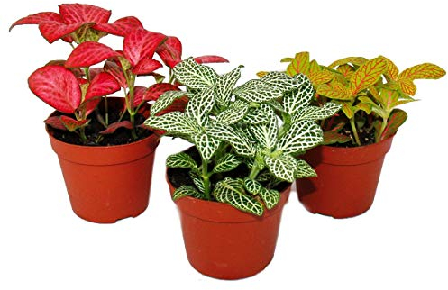 Set de 3 Fittonia de couleurs différentes, feuille en filet argenté, plante mosaïque, pot de 9cm
