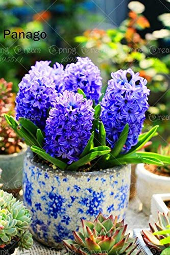 Shopmeeko 100 teile/beutel Bonsai schwarze hyazinthe (nicht birne) Hyacinthus orientalis mehrjährige indoor blume bonsai für hausgarten Semillas: 4