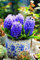Shopmeeko 100 teile/beutel Bonsai schwarze hyazinthe (nicht birne) Hyacinthus orientalis mehrjährige indoor blume bonsai für hausgarten Semillas: 4