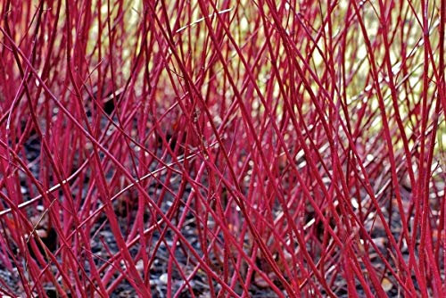 Portal Cool Red abbaiò Dogwood - Cornus Alba - 25 Semi - arbusto ornamentale - Bacche