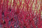 Portal Cool Red abbaiò Dogwood - Cornus Alba - 25 Semi - arbusto ornamentale - Bacche