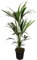 Howea Forsteriana - Forstersche Kentia Palme - Zimmerpflanze - Ø21cm - ↑100cm