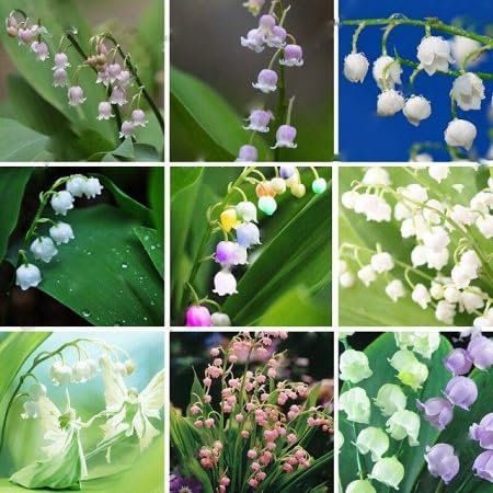 Lily of The Valley Flower Seeds 100pcs Mixed