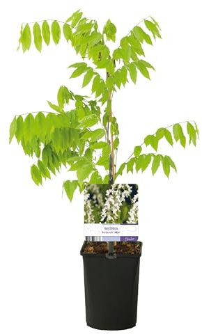 GreenboutiQ - Blauregen Pflanze Winterhart - Wisteria floribunda Alba - Blüte Weiß - 1 Pflanze - Topf 11cm Höhe 40cm