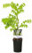 GreenboutiQ - Blauregen Pflanze Winterhart - Wisteria floribunda Alba - Blüte Weiß - 1 Pflanze - Topf 11cm Höhe 40cm