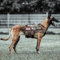 PETAC GEAR Taktisches Hundegeschirr, kein Ziehen, für große K9-Arbeitshunde, Militärhunde, Weste, Polizeidienst, Training, Hunde, Molle-Geschirre mit Griff, Kojotenbraun