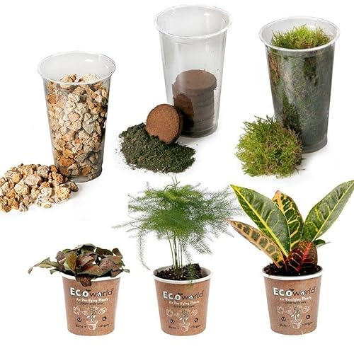 vdvelde.com - Tropical Terrarium Pflanzen Set - 3 Pflanzen - 3 Mini Pflanzen - Komplettes DIY-Set - Ohne Glas