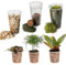 vdvelde.com - Tropical Terrarium Pflanzen Set - 3 Pflanzen - 3 Mini Pflanzen - Komplettes DIY-Set - Ohne Glas
