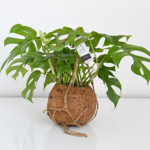 Houseplant Monstera Minima Plant in Kokodama Macrame Planter Rhaphidophora tetrasperma Easy to Grow Your Own Indoor Jungle Tropical Foliage Potted Plant in 17cm Hanging Planter by Thompson and Morgan