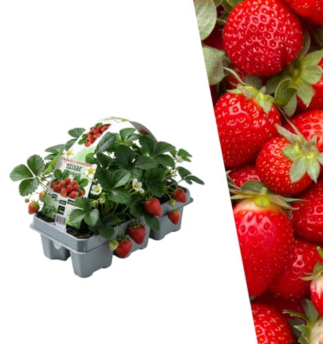 Plants by Frank | 6 Erdbeerpflanze 100% BIO - Fragaria | Winterhart Mehrjährig | Süße Früchte | 100% Biologisch | Obstgarten | Obstbäume | Gemüsegarten | Gartenpflanzen